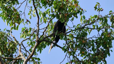 Se-Ve-Una-Hembra-Desde-Abajo-Eligiendo-Frutas-Para-Comer,-Cálao-Envuelto-Rhyticeros-Undulatus,-Hembra,-Tailandia