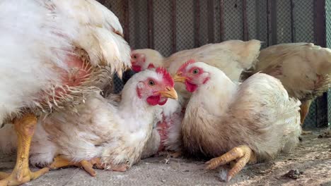 Pollos-De-Engorde-Blancos-En-Un-Gallinero