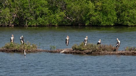 Painted-Stork-Mycteria-leucocephala-resting-together-on-a-bund-at-a-mangrove-forest,-Thailand