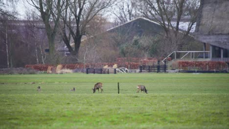 Herde-Rehe-Grasen-Auf-Grasbewachsenen-Herbstwiese-In-Der-Nähe-Von-Landwirtschaftlichen-Gebäuden