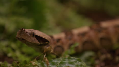 Gabunviper-Gleitet-Durch-Waldgebiet---Nahaufnahme-Im-Gesicht---Vorderansicht