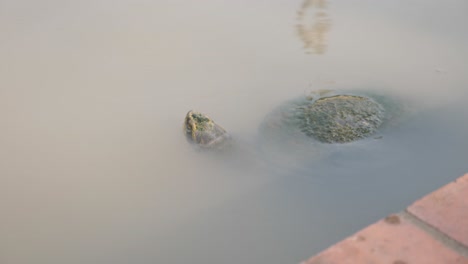 Seitenansicht-Einer-Schildkröte-Mit-Kopf-Aus-Dem-Wasser-Und-Panzer-In-Einem-Trüben-Teich