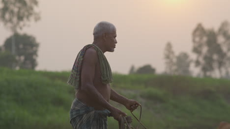 Farmer-with-cow-at-meadow-during-sunset--Cows-eating-grass