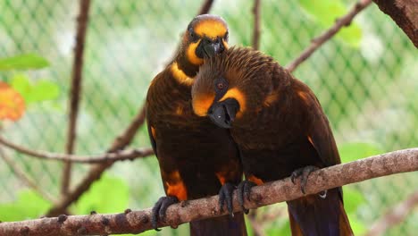 Nahaufnahme-Einer-Exotischen-Papageienvogelart,-Die-Im-Norden-Neuguineas-Beheimatet-Ist:-Der-Unzertrennliche-Braunlori-Thront-Seite-An-Seite-Auf-Dem-Ast-Und-Putzt-Und-Pflegt-Im-Gehege-Gegenseitig-Seine-Federn