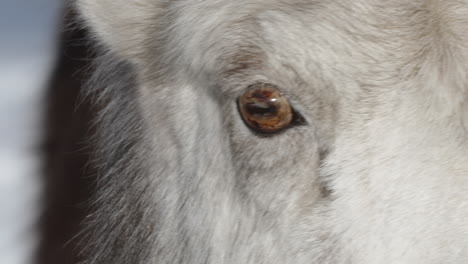 Extreme-Close-up-Female-Thinhorn-Mountain-Sheep-In-Yukon,-Canada