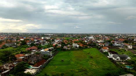 Green-rice-cultivated-fields-in-Canggu-village,-Bali-in-Indonesia