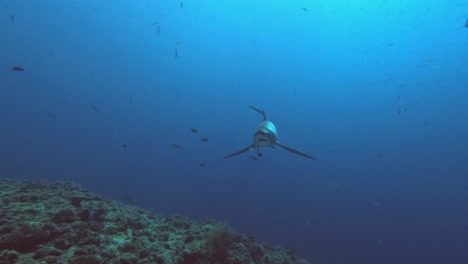 Tiburón-Zorro-Volteando-Arrecifes-De-Coral-Con-Océano-Azul-En-Segundo-Plano.