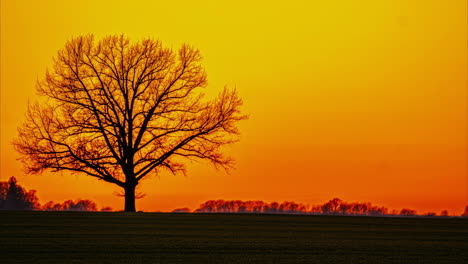 Ein-Einzelner-Baum-Vor-Dem-Hintergrund-Eines-Atemberaubenden-Sonnenuntergangs