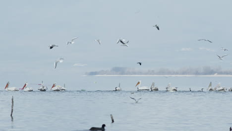 Group-of-Dalmatian-Pelicans-swim-slow-motion-lake-kerkini-Greece