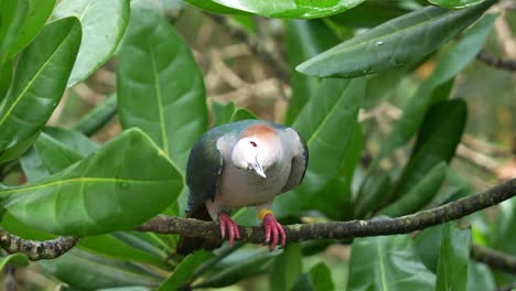 Green-imperial-pigeon,-ducula-aenea-perching-on-tree-branch-under-canopy,-alerted-by-the-surroundings,-spread-its-wings-and-swoops-away,-close-up-shot-of-the-bird-in-wildlife-enclosure