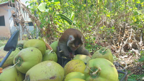 A-big-male-macaque-monkey-sitting-biting-a-huge-green-coconut