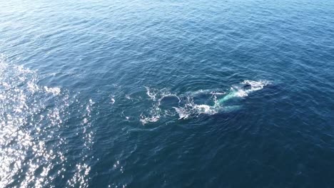 Toma-Aérea-De-Ballenas-Grises-Nadando-Cerca-De-Baja-California-Sur,-México