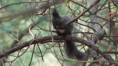 Eurasian-Red-Squirrel--Eating-Nut-on-Pine-Branch