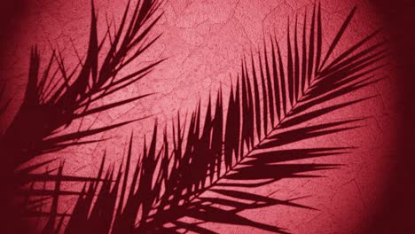 plant-shade-over-wall-moving-from-summer-breeze-,-looping-sequence-3d-rendering-animation-red-background