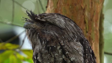 Tawny-frogmouth,-podargidae,-perched-on-branch,-resting-and-sleeping-during-the-day,-camouflaged-among-the-tree-bark-and-woodland-forest-environment-to-avoid-detection,-extreme-close-up-portrait-shot