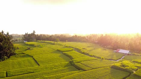 Üppige-Grüne-Reisfelder-Auf-Bali-Während-Der-Goldenen-Stunde,-Die-Ihre-Lebendige-Schönheit-Und-Ruhe-Im-Warmen-Sonnenlicht-Zur-Schau-Stellen