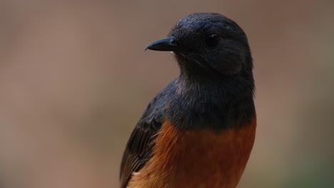 Nach-Rechts-Gewandt-Dreht-Er-Dann-Plötzlich-Den-Kopf-Nach-Links-Und-Umher,-Neugierig-Auf-Das,-Was-Um-Ihn-Herum-Ist,-Weißbürzel-Shama-Copsychus-Malabaricus,-Thailand