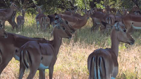 Impala-antelope-standing-close-together,-curiously-looking-around-for-signs-of-danger