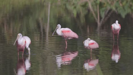 Espátulas-Rosadas-Durmiendo-Y-Aseándose-En-Aguas-Poco-Profundas-Con-Reflejo-En-El-Estanque-De-Florida