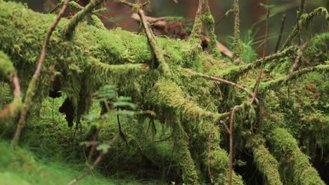 A-tangle-of-roots-and-branches-covered-with-a-thick-layer-of-moss-on-the-forest-floor