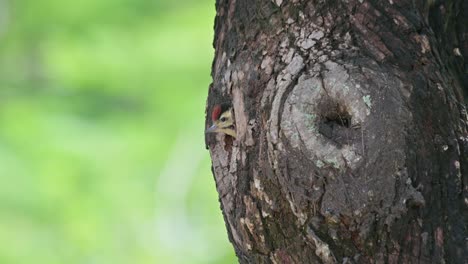Ausschau-Haltend,-Wartend-Auf-Seine-Eltern,-Die-Kommen-Und-Fressen,-Und-Dann-Hineingehend,-Speckle-breasted-Woodpecker-Dendropicos-Poecilolaemus,-Thailand