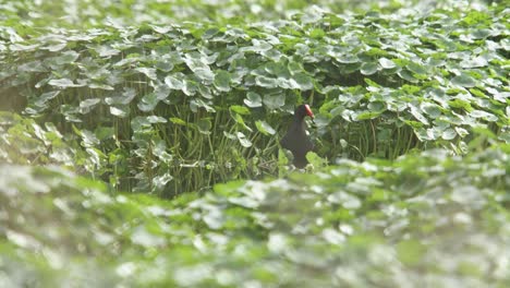 Common-Gallinule-swimming-in-a-swamp