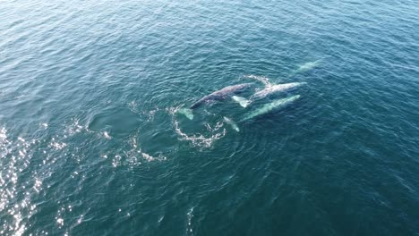 Grey-whales-in-the-turquoise-waters-of-baja-california-sur,-mexico,-aerial-view
