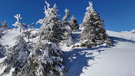 Snow-covered-fir-trees-on-Bucegi-Mountains-slope-under-a-clear-blue-sky,-a-serene-winter-landscape