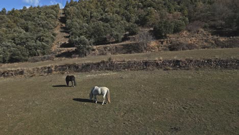 Drone-Close-up-shot-above-horses-grazing-black-and-white-animals-at-countryside-agricultural-field-in-Spain,-animals-eating-grass