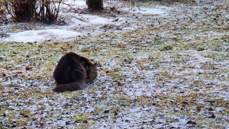 Maine-Coon-Katze-Fängt-Eine-Maus-In-Einem-Verschneiten-Feld