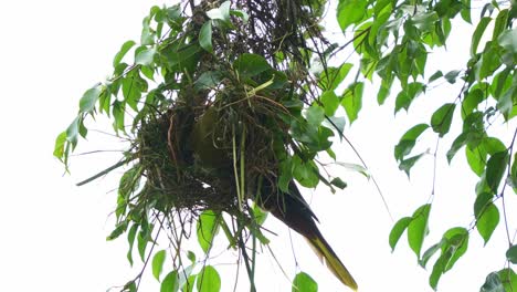 Wild-green-oropendola,-psarocolius-viridis-building-pendulous-nests-woven-from-natural-fibers,-hanging-from-the-outer-branches-of-tall-trees-in-tropical-forests-during-breeding-season,-close-up-shot