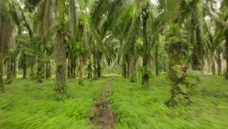 Fast-flight-through-jungle-palm-forest-in-Thailand,-Krabi