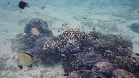 Bunte-Fische-Schwimmen-Um-Korallenriffe-Auf-Sandigem-Meeresboden,-Zeitlupe