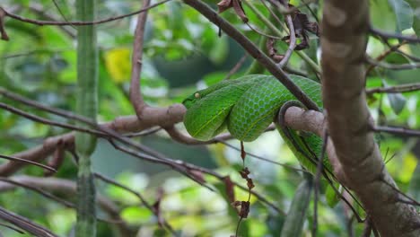 Die-Kamera-Gleitet-Und-Zoomt-Heraus-Und-Enthüllt-Diese-Schlange,-Die-Nach-Einer-Mahlzeit-Auf-Einem-Ast-Ruht,-Vogels-Grubenotter-Trimeresurus-Vogeli,-Thailand