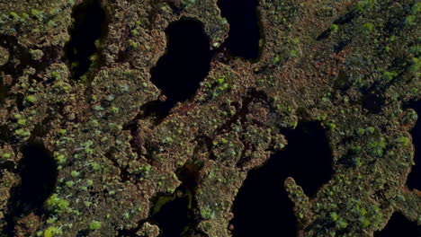 Aerial-top-down-continental-trees-green-islet-forming-map-scene-drone-landscape