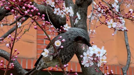 Vogel-Thront-In-Blühenden-Kirschbäumen-Mit-Frühlingsblüten,-Urbanem-Hintergrund