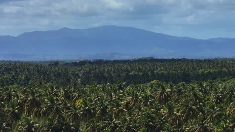 Dense-palm-tree-forest-on-Caribbean-coastline-with-mountain-background,-aerial