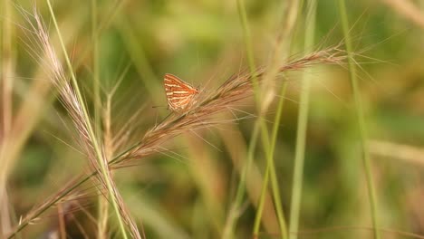 Butterfly-relaxing-on-grass-