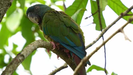 Close-up-shot-of-a-blue-headed-macaw,-primolius-couloni-perched-and-resting-on-the-branch,-dozing-off-on-the-tree-during-the-day,-with-its-eyes-slowly-closing,-a-vulnerable-parrot-bird-species
