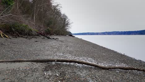 Vorwärtsschuss,-Der-Sich-Unter-Einem-Umgestürzten-Baum-Am-Kieselstrand-In-Wollochet-Bay-In-Gig-Harbor,-Bundesstaat-Washington,-Bewegt