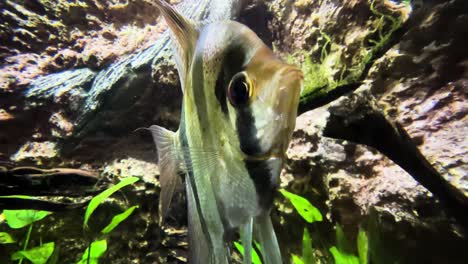 Altum-Kaiserfisch-Im-Aquarium---Nahaufnahme