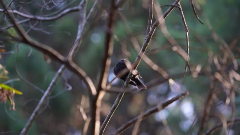 Chickadee-perched-on-a-branch-in-the-forest,-with-soft-focused-background