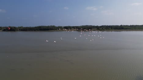 Birds-flying-together-in-a-natural-sanctuary-are-shown-in-the-video,-which-also-includes-aerial-footage-of-birds-hunting-fish-in-a-backwater-swamp