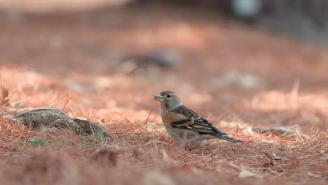 Bergfink-Vogel-Ernährt-Sich-Im-Frühjahr-Vom-Boden