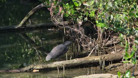 Man-Sieht,-Wie-Er-Nach-Rechts-Im-Schlammigen-Wasser-Steht,-Während-Die-Kamera-Herauszoomt-Und-Nach-Links-Gleitet,-Streifenreiher-Butorides-Striata,-Thailand