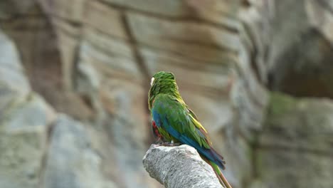 Close-up-shot-of-a-mini-parrot,-a-chestnut-fronted-macaw,-severe-macaw-perched-on-chopped-off-tree-branch,-scratching-its-head-and-wondering-around-the-surroundings