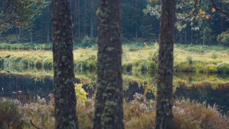 Ein-Sumpfiger-See-Im-Düsteren-Norwegischen-Wald