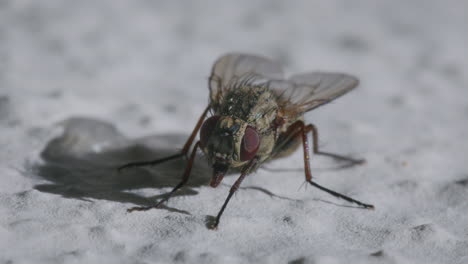 Closeup-Calliphora-vicina-fly-on-wall