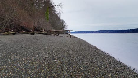 Toma-Lenta-De-La-Costa-De-Guijarros-Y-Un-árbol-Caído-En-La-Bahía-De-Wollochet-En-Gig-Harbor,-Estado-De-Washington.