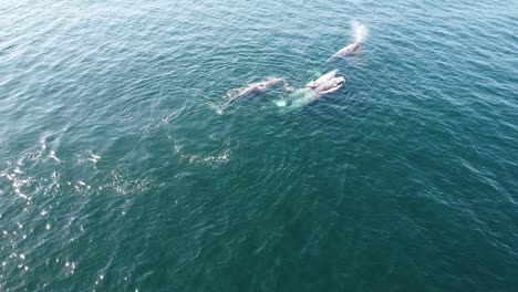 Ballenas-Grises-En-Las-Aguas-Azules-De-Baja-California-Sur,-México,-Vista-Aérea